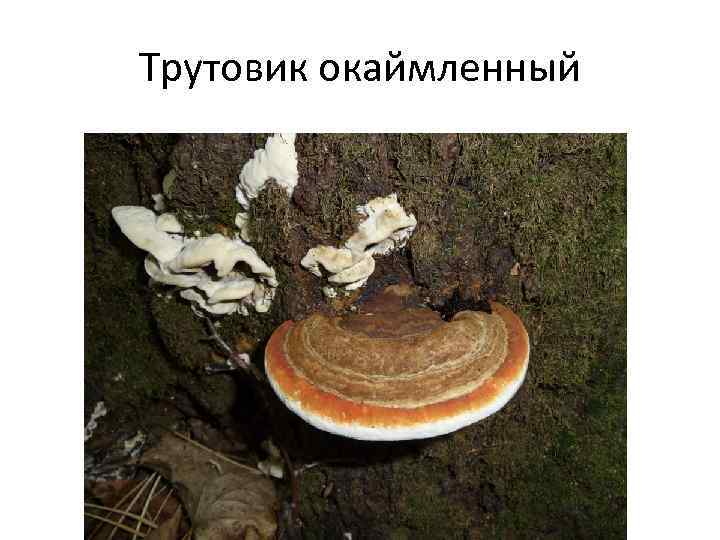 Трутовик окаймленный 