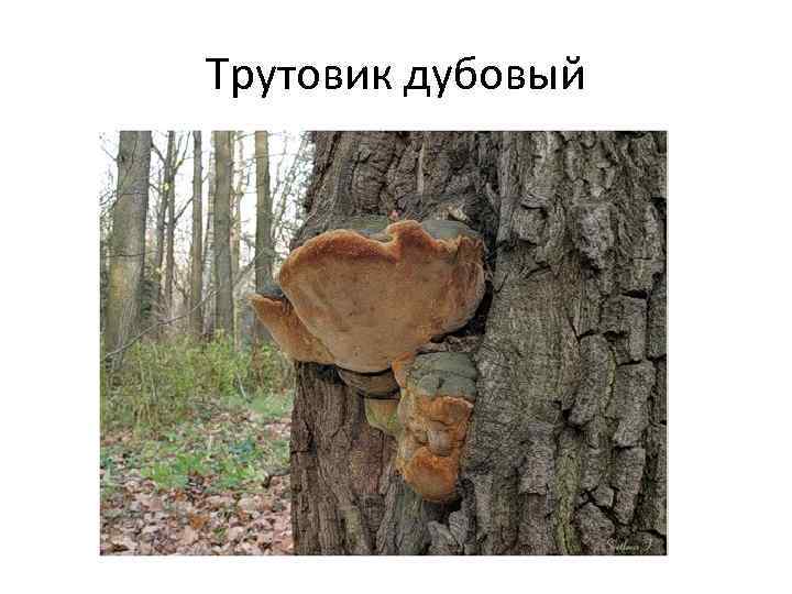 Трутовик дубовый 