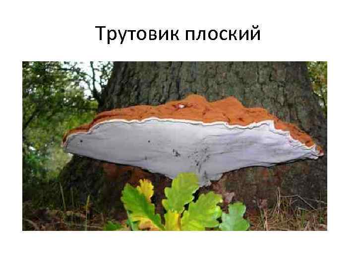 Трутовик плоский 