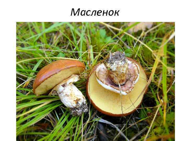 Масленок 