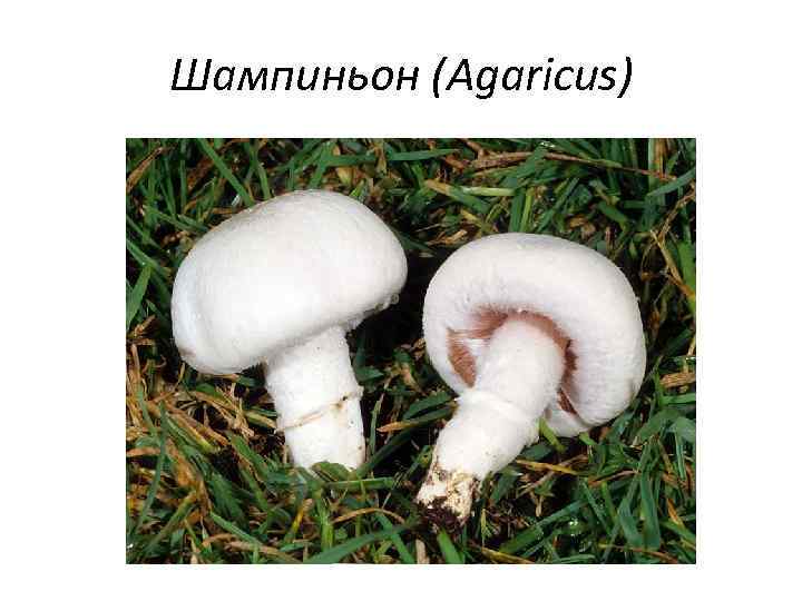Шампиньон (Agaricus) 