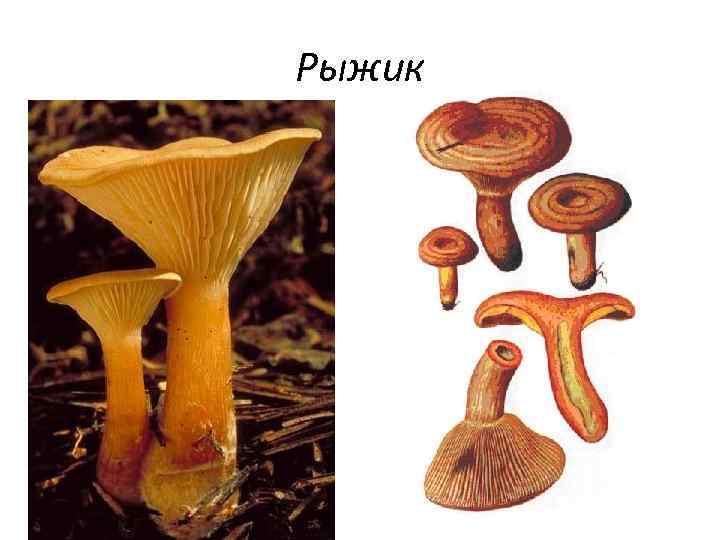 Рыжик 