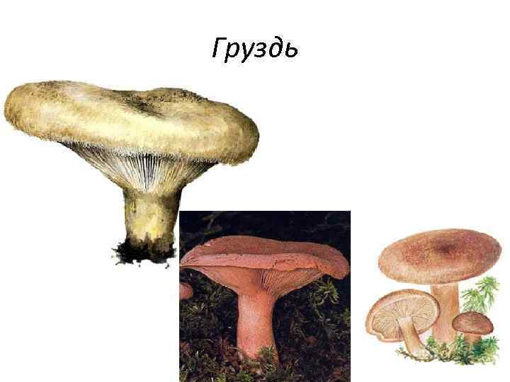 Груздь 