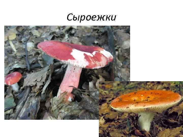 Сыроежки 
