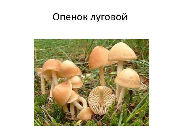 Опенок луговой 