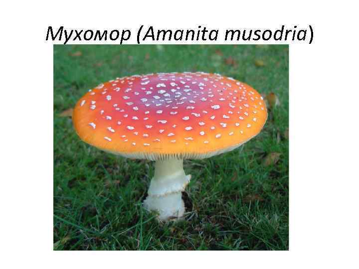 Мухомор (Amanita musodria) 