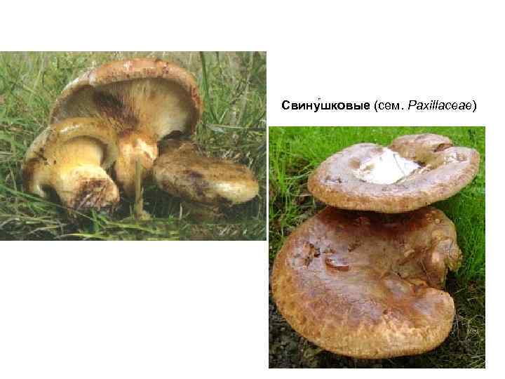 Свину шковые (сем. Paxillaceae) 