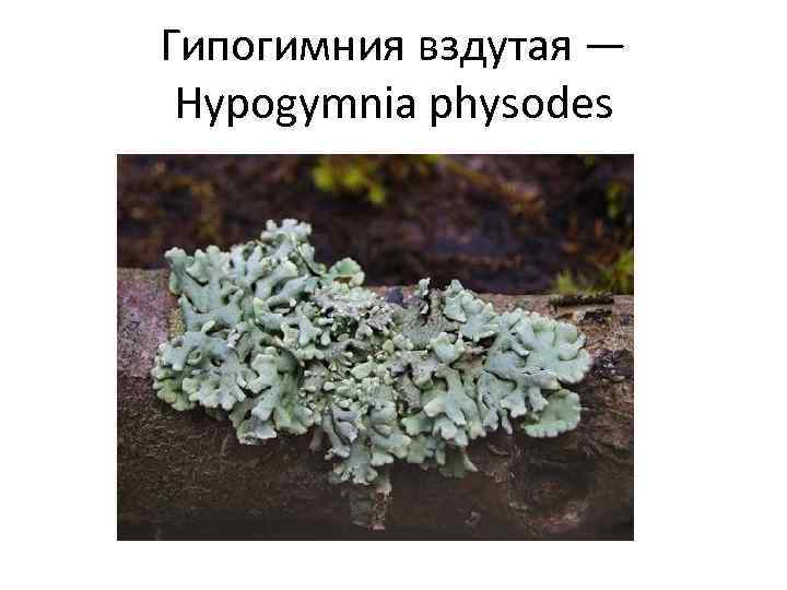 Гипогимния вздутая — Hypogymnia physodes 