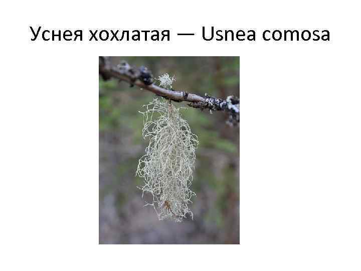 Уснея хохлатая — Usnea comosa 