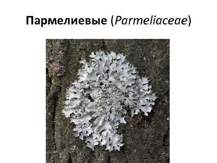 Пармелиевые (Parmeliaceae) 