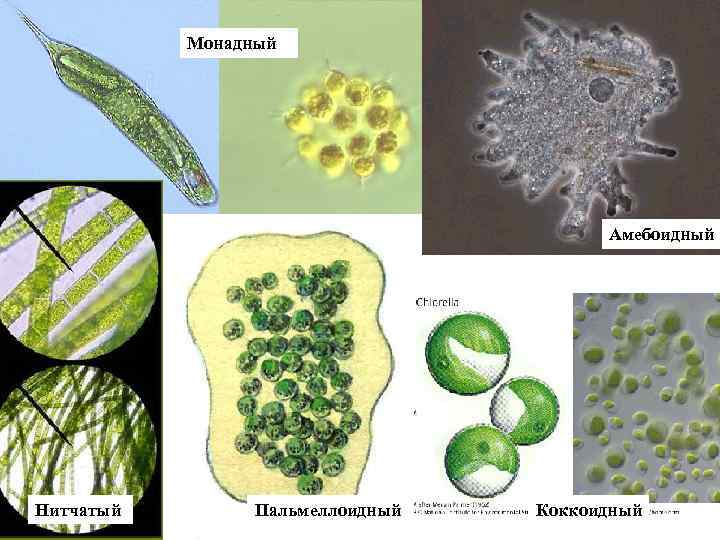 Монадный Амебоидный Нитчатый Пальмеллоидный Коккоидный 