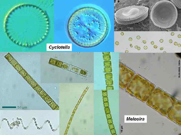 Cyclotella Melosira 