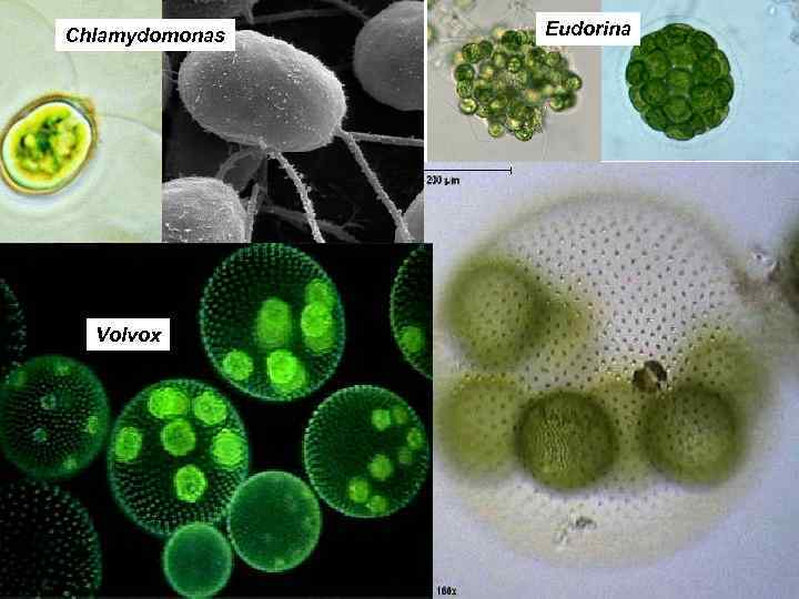 Chlamydomonas Volvox Eudorina 