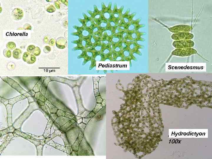Chlorella Pediastrum Scenedesmus Hydrodictyon 