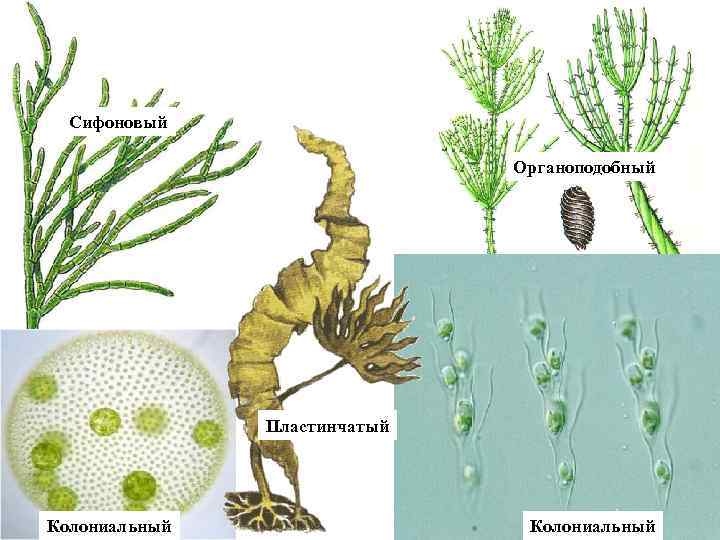 Сифоновый Органоподобный Пластинчатый Колониальный 
