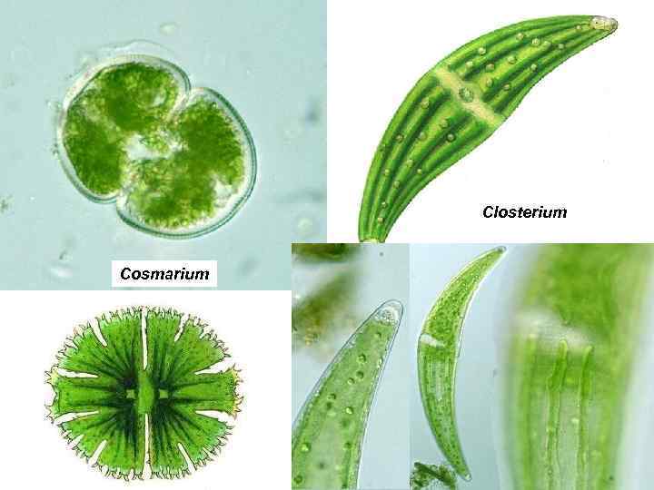 Closterium Cosmarium 