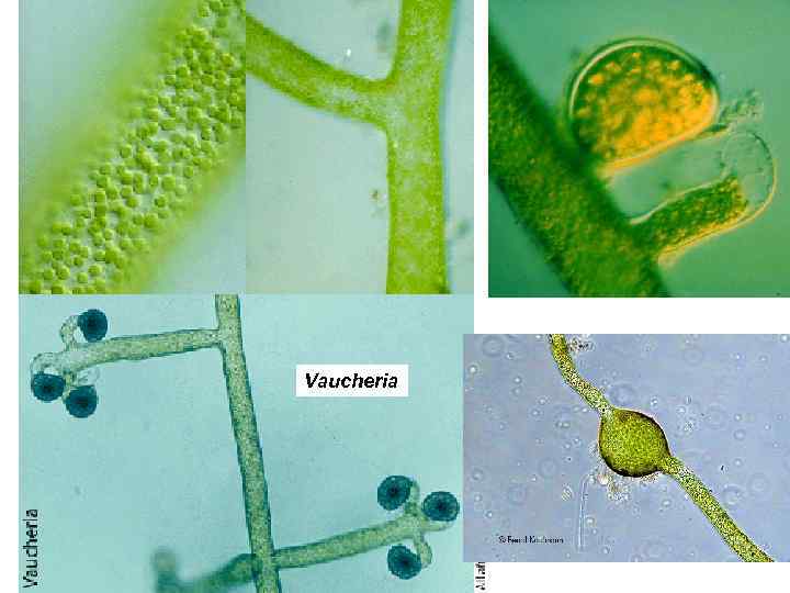 Vaucheria 