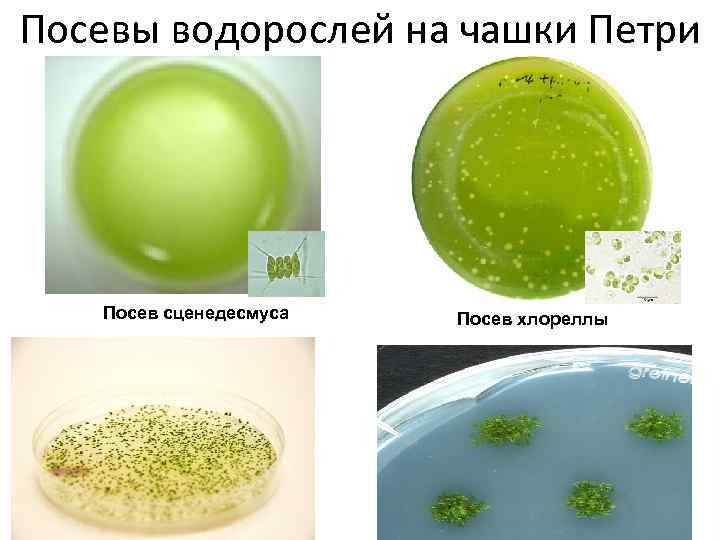 Посевы водорослей на чашки Петри Посев сценедесмуса Посев хлореллы 