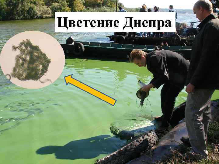 Цветение Днепра 