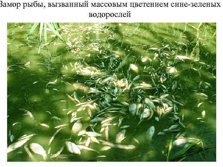 Замор рыбы, вызванный массовым цветением сине-зеленых водорослей 