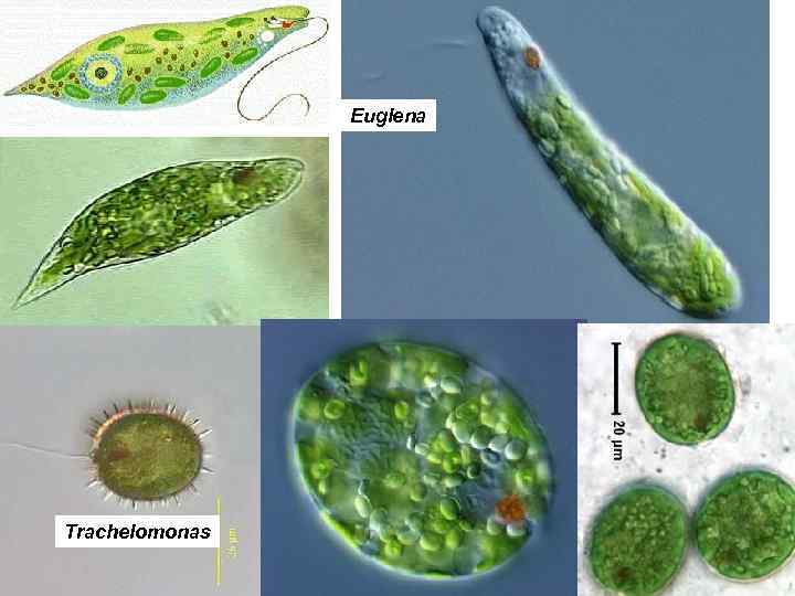 Euglena Trachelomonas 