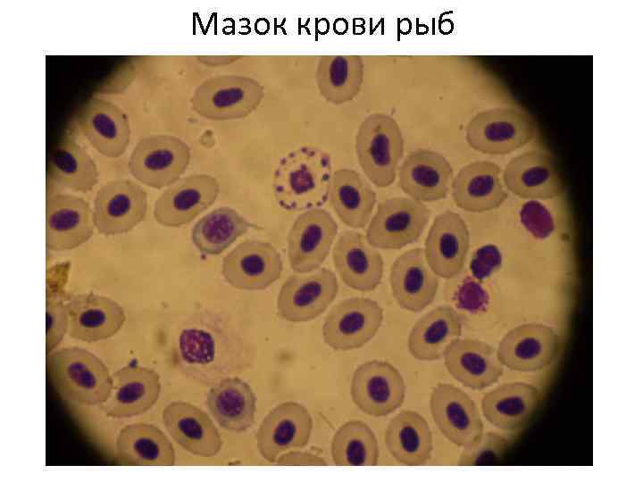 Мазок крови рыб 