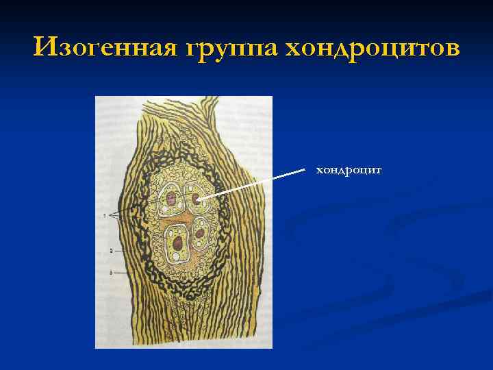 Изогенная группа хондроцитов хондроцит 