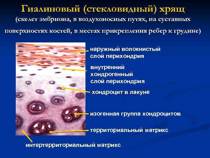 Гиалиновый (стекловидный) хрящ (скелет эмбриона, в воздухоносных путях, на суставных поверхностях костей, в местах