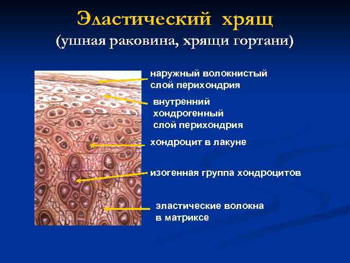 Эластический хрящ (ушная раковина, хрящи гортани) наружный волокнистый слой перихондрия внутренний хондрогенный слой перихондрия