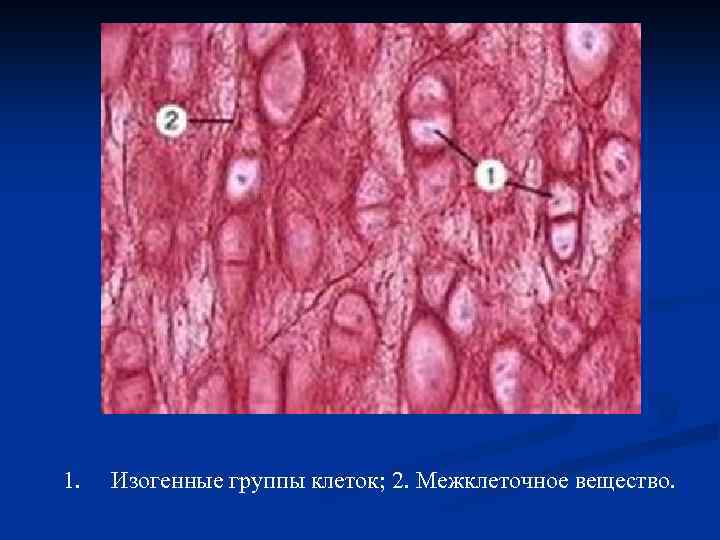 1. Изогенные группы клеток; 2. Межклеточное вещество. 