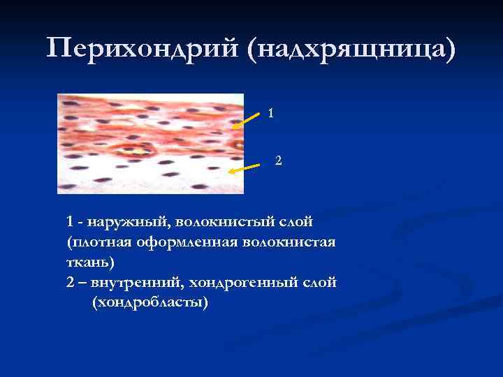 Перихондрий (надхрящница) 1 2 1 - наружный, волокнистый слой (плотная оформленная волокнистая ткань) 2