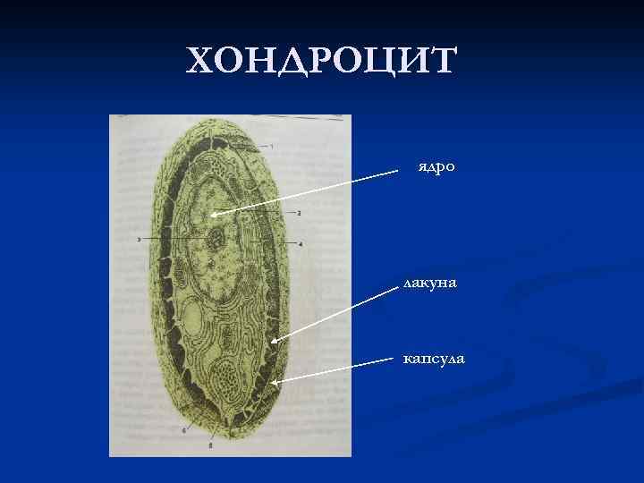 ХОНДРОЦИТ ядро лакуна капсула 