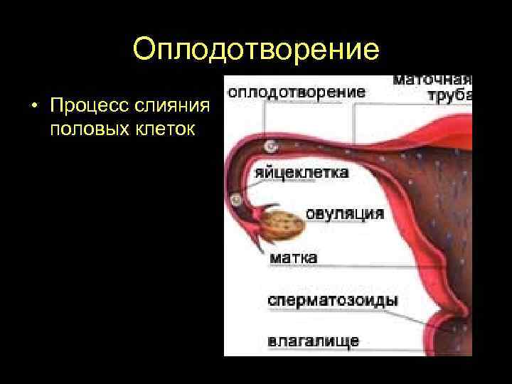 Оплодотворение • Процесс слияния половых клеток 