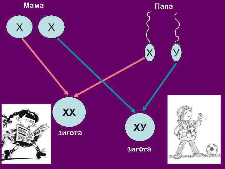 Мама Х Папа Х Х ХХ зигота ХУ зигота У 
