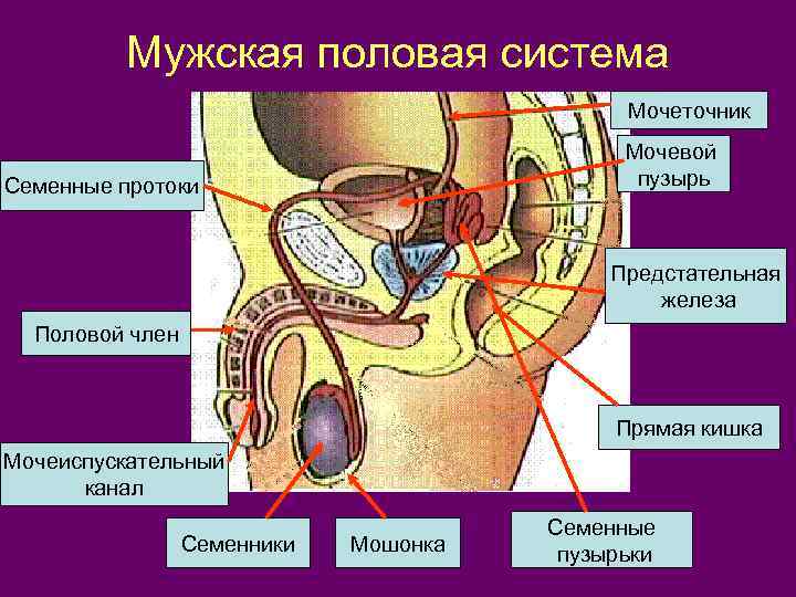 Мужская половая система Мочеточник Мочевой пузырь Семенные протоки Предстательная железа Половой член Прямая кишка