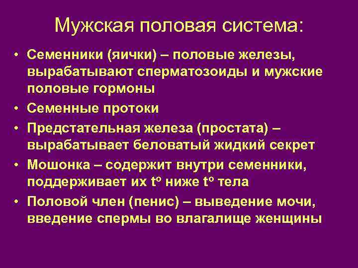 Мужская половая система: • Семенники (яички) – половые железы, вырабатывают сперматозоиды и мужские половые