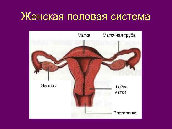 Женская половая система 