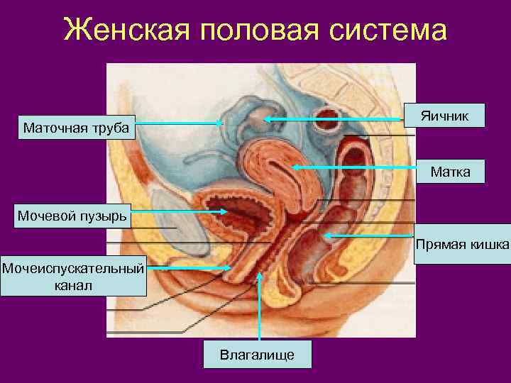 Женская половая система Яичник Маточная труба Матка Мочевой пузырь Прямая кишка Мочеиспускательный канал Влагалище