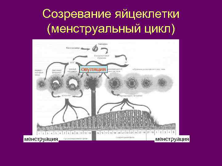 Созревание яйцеклетки (менструальный цикл) овуляция менструация 