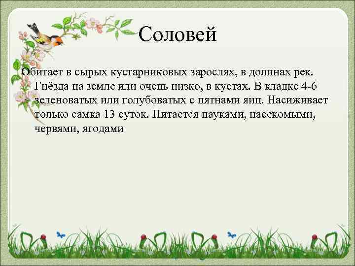 Соловей Обитает в сырых кустарниковых зарослях, в долинах рек. Гнёзда на земле или очень