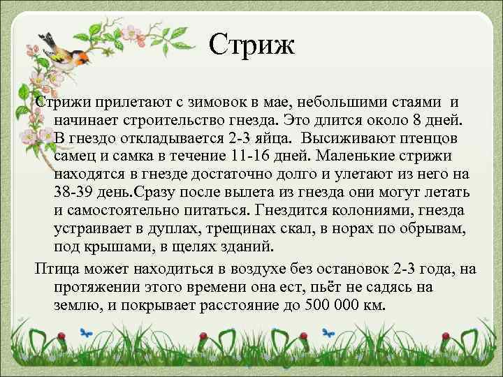 Стрижи прилетают с зимовок в мае, небольшими стаями и начинает строительство гнезда. Это длится