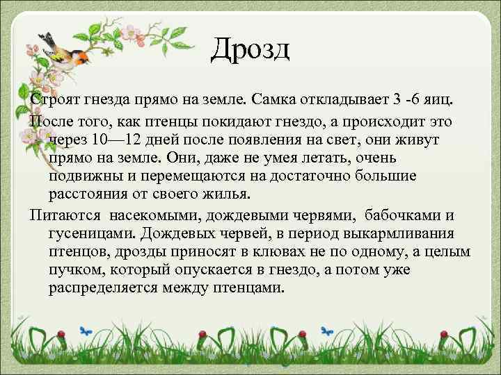 Дрозд Строят гнезда прямо на земле. Самка откладывает 3 -6 яиц. После того, как