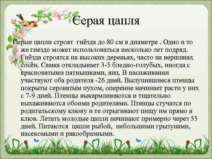 Серая цапля Серые цапли строят гнёзда до 80 см в диаметре. Одно и то