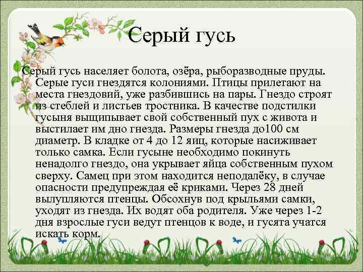 Серый гусь населяет болота, озёра, рыборазводные пруды. Серые гуси гнездятся колониями. Птицы прилетают на