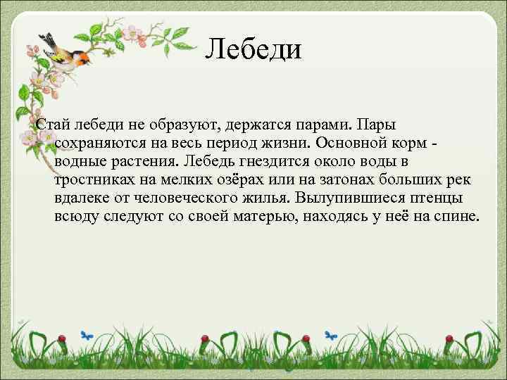 Лебеди Стай лебеди не образуют, держатся парами. Пары сохраняются на весь период жизни. Основной