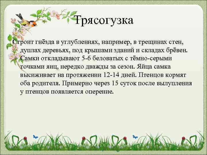 Трясогузка Строит гнёзда в углублениях, например, в трещинах стен, дуплах деревьях, под крышами зданий