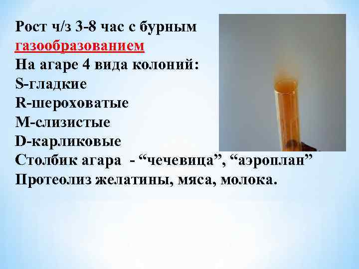 Рост ч/з 3 -8 час с бурным газообразованием На агаре 4 вида колоний: S-гладкие