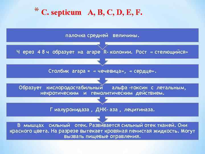 * C. septicum A, B, C, D, E, F. палочка средней величины. Ч ерез