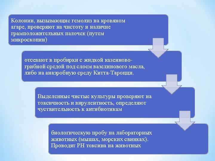 Колонии, вызывающие гемолиз на кровяном агаре, проверяют на чистоту и наличие грамположительных палочек (путем