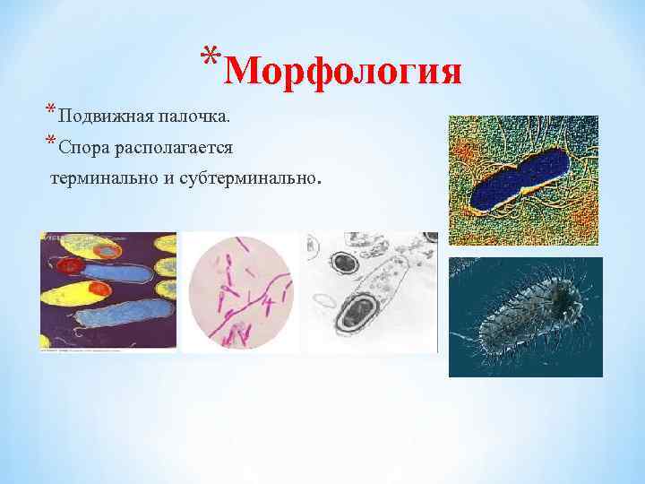 *Морфология *Подвижная палочка. *Спора располагается терминально и субтерминально. 